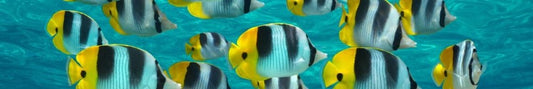 Best Underwater Scooters for Snorkelling, Swimming & Diving - Fittux