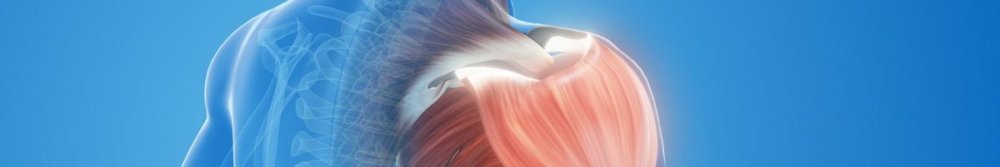 Is It Easier to Gain Back Lost Muscle? Muscle Memory Explained - Fittux