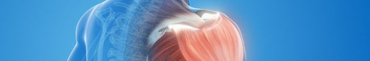 Is It Easier to Gain Back Lost Muscle? Muscle Memory Explained - Fittux