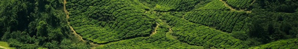 What Happens When You Drink Green Tea Every Day? Fat Loss & Energy - Fittux