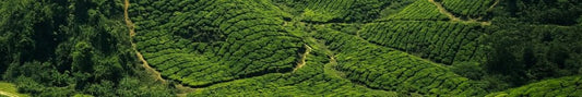 What Happens When You Drink Green Tea Every Day? Fat Loss & Energy - Fittux